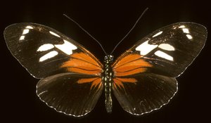 Heliconius burneyi catherina / Heliconie بواسطة تشارلز هنري جوزيف ليكيرت