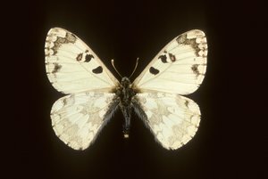 Hypermnestra helios بواسطة تشارلز هنري جوزيف ليكيرت