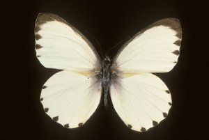 Mylothris أنا ابتلع بواسطة تشارلز هنري جوزيف ليكيرت