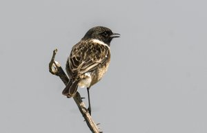 Saxicola torquata / Dawler / Common Stonechat بواسطة تشارلز هنري جوزيف ليكيرت
