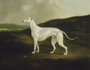 A Greyhound in a Landscape