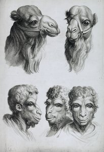 أوجه الشبه بين رأس جمل ورجل ، من كتاب بورتريه لمن يبدأ في الرسم بقلم لو برون بواسطة تشارلز لو برون