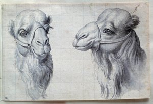 دراسات لرأسي جمل رسم تشارلز ليبرون (لو برون) (1619-1690) من القرن السابع عشر. خافت. 0،22 × 0،32 م. باريس ، متحف اللوفر بواسطة تشارلز لو برون