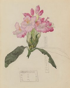 دراسة رودودندرون بواسطة Charles Rennie and MacDonald Mackintosh Margaret Mackintosh
