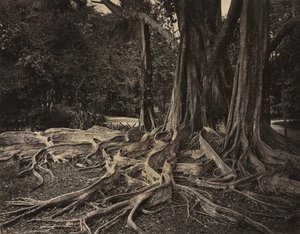 المطاط شجرة ، آسام ، الهند Ficus Elastica ، حوالي 1880s. بواسطة تشارلز ت