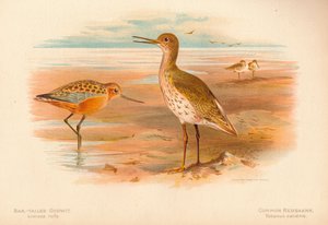 بار الذيل Godwit Limosa rufa ، Common Redshank Totanus ، 1900 ، 1900 بواسطة تشارلز ويمبر