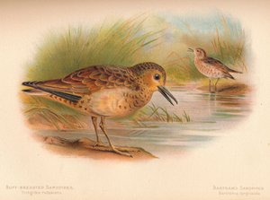 العفريت الرملي Tringites rufescns، Bartrams Sandpiper Bartramia longicauda ، 1900 بواسطة تشارلز ويمبر