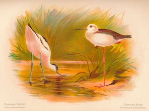 Avocet Common Recurvirostra avocetta ، طوالة مشتركة Himantopus melanopterus ، 1900 ، 1900 بواسطة تشارلز ويمبر