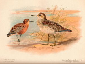 Curlew Sandpiper Tringa subarquata ، Siberian Pectoral Sandpiper Heteropygia acuminata ، 1900 ، بواسطة تشارلز ويمبر