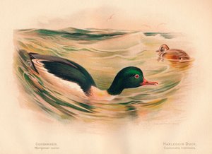 عجلة Goosander Merganser ، Harlequin Duck Cosmonetta histrionica ، 1900 ، 1900 بواسطة تشارلز ويمبر