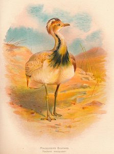Macqueens Bustard Houbara macqueeni ، 1900 ، 1900 بواسطة تشارلز ويمبر