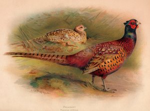 الدراج Phasianus colchicus ، 1900 ، 1900 بواسطة تشارلز ويمبر