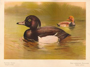 بطة معنقدة Fuligata cristata ، أحمر متوج Pochard Netta rufina ، 1900 ، 1900 بواسطة تشارلز ويمبر