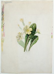 دراسة زهرة الربيع ، c.1830 (مرحاض على ورق)
