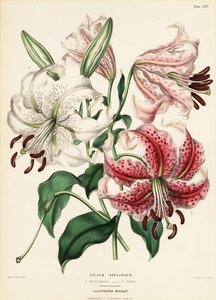 أصناف الزنبق اليابانية ، Lilium specioseum بواسطة شارلوت كارولين سويربي