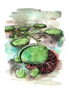 Lilypads ، 2020 بواسطة شارلوت أور