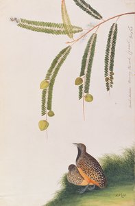 Barred Buttonquail ، من رسومات الطيور من ملقا ، ج 1805-18 (مرحاض على ورق) بواسطة المدرسة الصينية