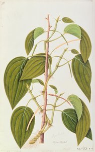 أوراق التنبول ، من خمسة وخمسون رسمًا للنباتات الطبية في ملقا ، المجلد 1 ، c.1805-18 (مرحاض على ورق) بواسطة المدرسة الصينية