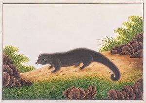 Binturong ، من رسومات الحيوانات والحشرات والزواحف من ملقا ، c 18080-18 (مرحاض وغواش على ورق) بواسطة المدرسة الصينية
