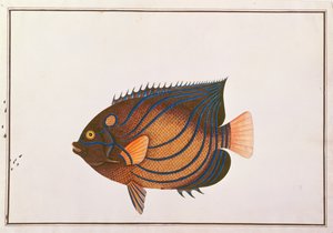 Angelfish الحلقية الزرقاء ، من رسومات الأسماك من ملقا ، c.1805-18 (مرحاض على ورق) بواسطة المدرسة الصينية