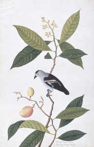 بوا نوى حوا ، من رسوم الطيور من ملقا ، ج 1805-18 (مرحاض على ورق) بواسطة المدرسة الصينية