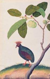 بوا تومبانج ، من رسومات الطيور من ملقا ، ج 1805-18 (مرحاض على ورق) بواسطة المدرسة الصينية