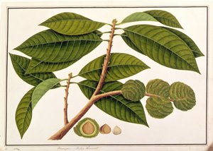 برانغام أو الملايو كستنائي ، من رسومات نباتات من ملقا ، c 18080-18 (مرحاض على ورق) بواسطة المدرسة الصينية