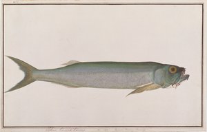 Dorab Wolf-herring ، من رسومات أسماك من ملقا ، c.1805-18 (مرحاض على ورق) بواسطة المدرسة الصينية