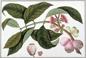 يوجينيا أو Jamboo Teloie poote ، من رسوم نباتات من ملقا ، c.1805-18 (مرحاض على ورق) بواسطة المدرسة الصينية