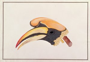 القرن الكبير ، من رسومات الطيور من ملقا ، ج 1805-18 (مرحاض على ورق) بواسطة المدرسة الصينية