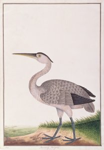 غراي هيرون ، من رسومات الطيور من ملقا ، ج 1805-18 (مرحاض على ورق) بواسطة المدرسة الصينية