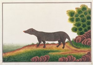 النمس ، من رسومات الحيوانات والحشرات والزواحف من ملقا ، c.1805-18 (الغواش ومرحاض على الورق) بواسطة المدرسة الصينية