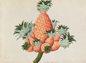 ناناس أو أناناس ، من رسومات نباتات من ملقا ، ج 1805-18 (مرحاض على ورق) بواسطة المدرسة الصينية