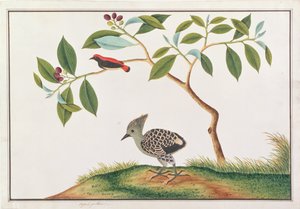 نقار الزهور المدعوم من القرمزي مع نقار الخشب الرمادي والناعم ، من رسومات الطيور من ملقا ، c.1805-18 (مرحاض على ورق)
