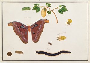 ستة مفصليات ، من رسومات الحيوانات والحشرات والزواحف من ملقا ، ج 1805-18 (مرحاض وغواش على ورق)