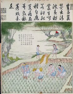 إزالة الأعشاب الضارة ، ثقافة الأرز في الصين (طباعة لوحة خشبية ملونة) بواسطة المدرسة الصينية