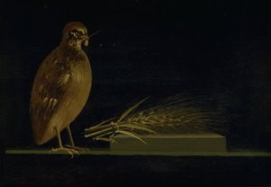 سمَّان يأكل سمَّانًا من ذرة بواسطة كريستين كوبكي