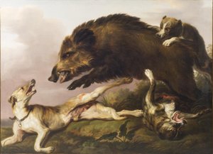 صيد الخنازير البرية