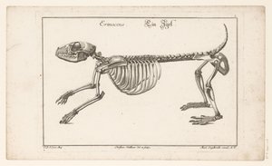 هيكل عظمي للقنفذ إيرينسيوس / عين إيجل (العنوان على الكائن) Unterschiedliche Sceleta أو Bone-Cörper (عنوان السلسلة) بواسطة كريستيان هالبور