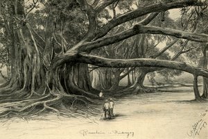 أشجار عملاقة في Buitenzorg ، جاوة ، 1898. بواسطة كريستيان فيلهلم أليرز