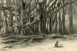 أشجار عملاقة في Buitenzorg ، جاوة ، 1898. بواسطة كريستيان فيلهلم أليرز