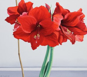 أمارلس أحمر (ألوان مائية على ورق)