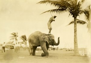 لاعب غولف يقف على روزي الفيل ، ميامي بيتش ، 2 مايو 1927