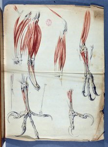 نُشر Anatomy d'une pate d'Aigle في "ذكريات لخدمة التاريخ الطبيعي للحيوانات" ، في Memoires de l'Academie royale des sciences من 1666 إلى 1699 (1729-1734) بقلم كلود بيرولت 1613-1688 - Academie de Sciences - باريس بواسطة كلود بيرولت