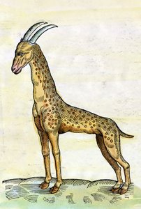 الزرافة. في تاريخ الحيوانات بقلم كونراد جيسنر (1516-1565) (صورة مصغرة)