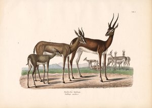 المها العربي في شبه الصحراء بواسطة كونراد كول