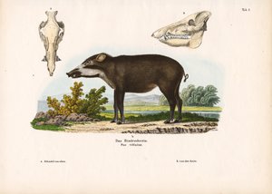 الخنزير المربوط مع تفاصيل تشريحية