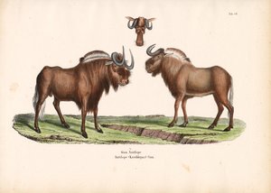 ثور الوحش الأسود مع تفاصيل الرأس بواسطة كونراد كول