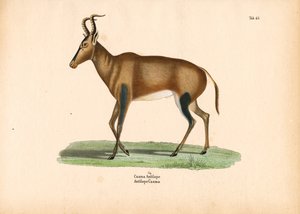 ظباء الكاما