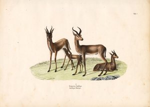 الغزال الشائع في المجموعة العائلية بواسطة كونراد كول